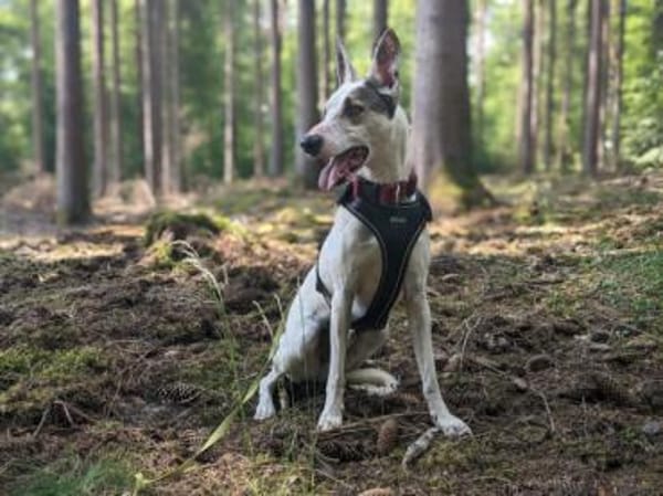 Toller Flinn sucht neues Zuhause