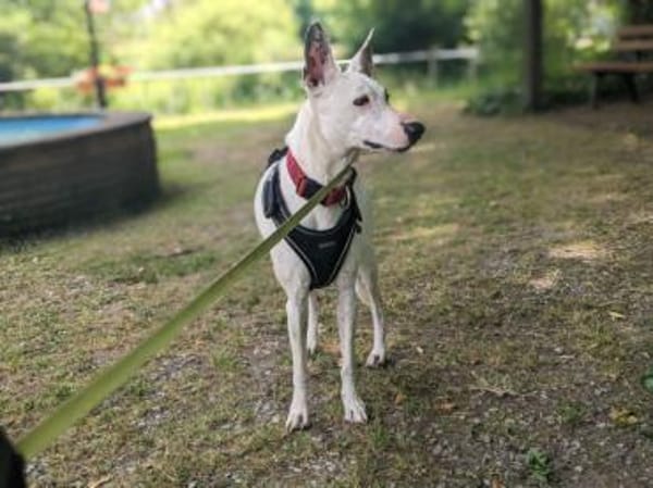 Toller Flinn sucht neues Zuhause