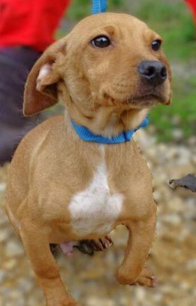 Kleiner BRUNO sucht Körbchen