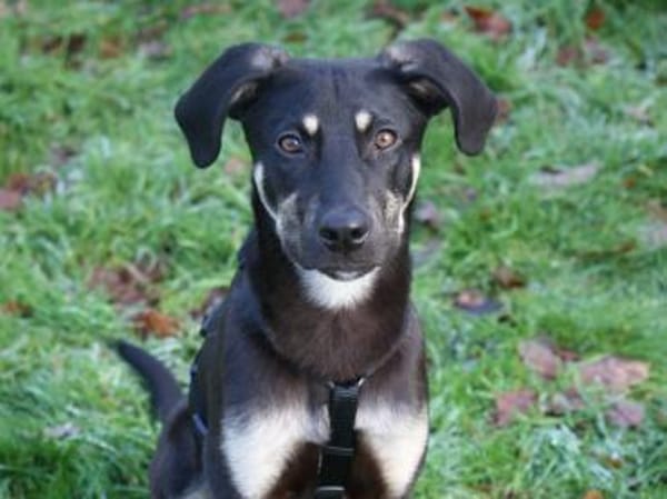 junger, lernbegeisterter Bo, 54cm sucht