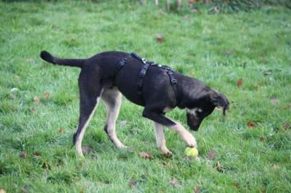junger, lernbegeisterter Bo, 54cm sucht