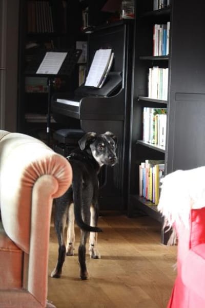 junger, lernbegeisterter Bo, 54cm sucht