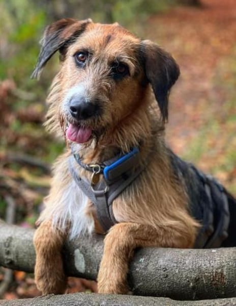 Mac der perfekte Begleiter durchs Leben