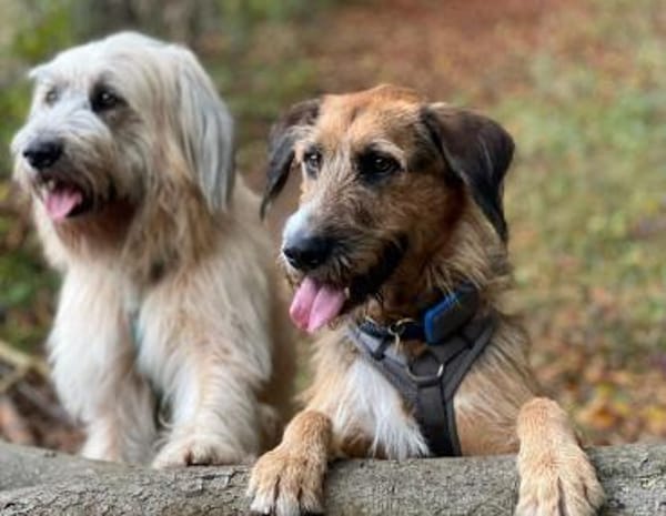 Mac der perfekte Begleiter durchs Leben