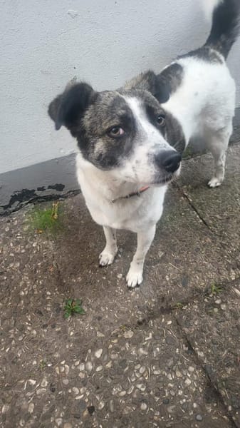 LAYLA  auf PS in 25421  Pinneberg