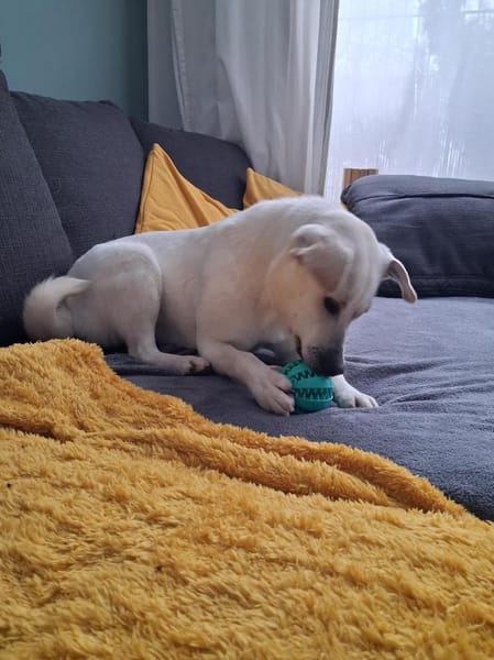 Happy wartet in HH auf Pflegestelle!