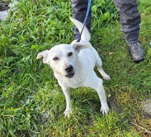 Happy wartet in HH auf Pflegestelle!