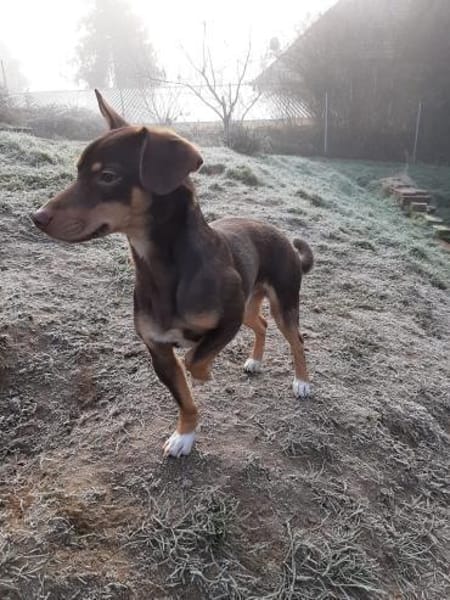 Kleiner Pino sucht sein Zuhause