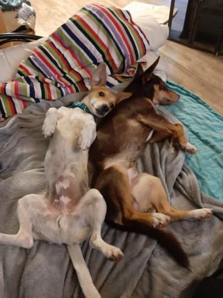 Kleiner Pino sucht sein Zuhause