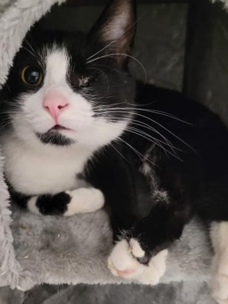 ✨Traumkater Merlin & Valentin✨