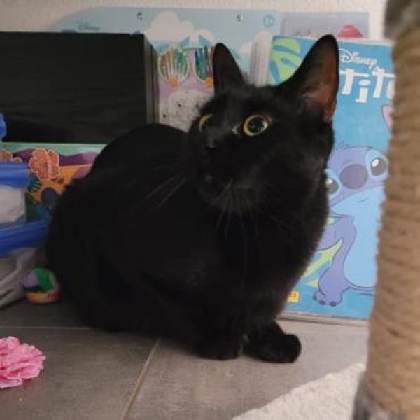 ✨Traumkater Merlin & Valentin✨