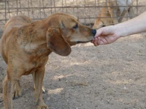 Dabi sucht ihr Zuhause