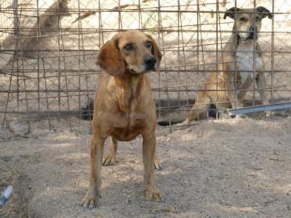 Dabi sucht ihr Zuhause