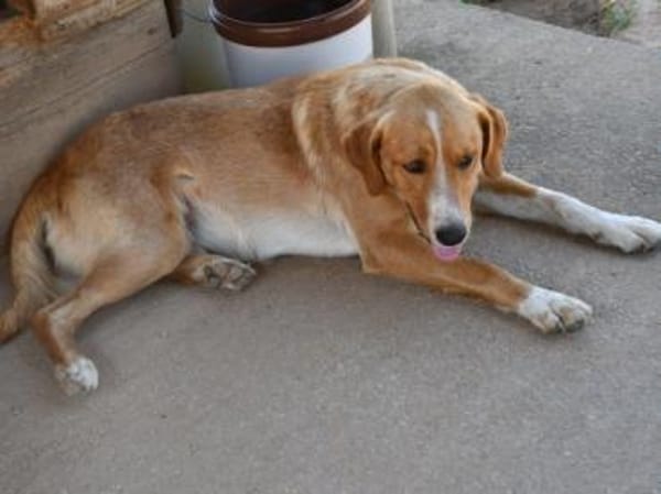 Tito wünscht sich ein Zuhause