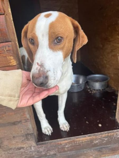 Hugo - sanfter Junghund sucht Zuhause