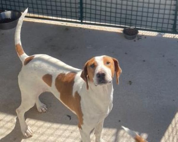 Hugo - sanfter Junghund sucht Zuhause