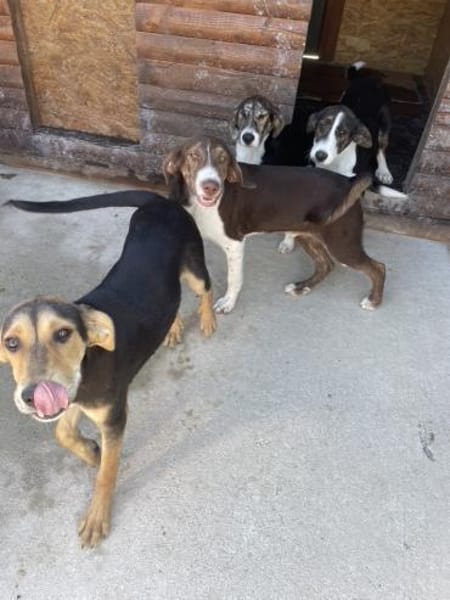 Lieber, fröhlicher Junghund Ali