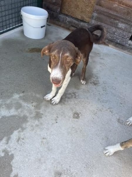 Lieber, fröhlicher Junghund Ali