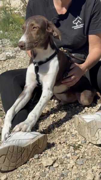 Lieber, fröhlicher Junghund Ali