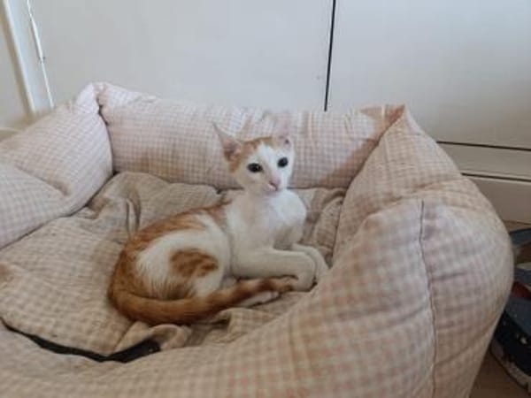 Junge, Kater Seiko & Moltó