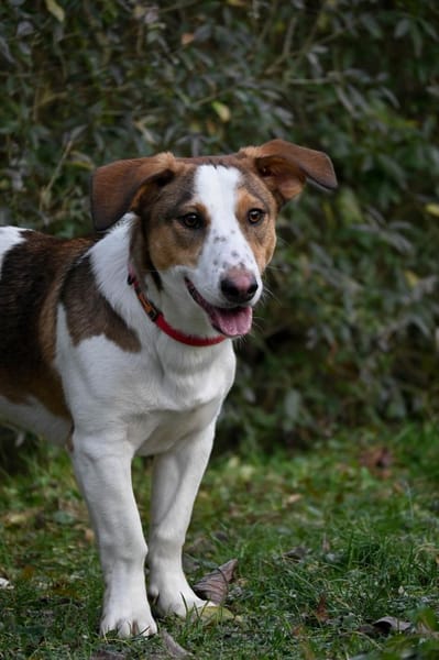 Charmanter Pinto wartet in Meerbusch!