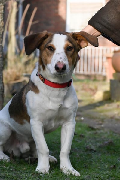 Charmanter Pinto wartet in Meerbusch!
