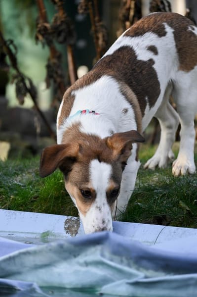 Charmanter Pinto wartet in Meerbusch!