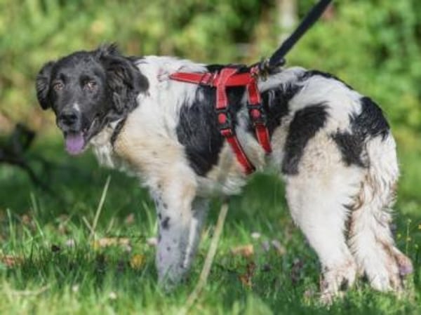 Möchten Sie Peppe adoptieren?