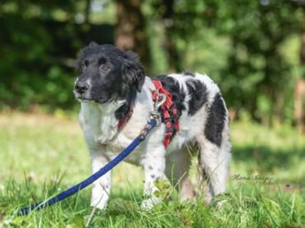 Möchten Sie Peppe adoptieren?