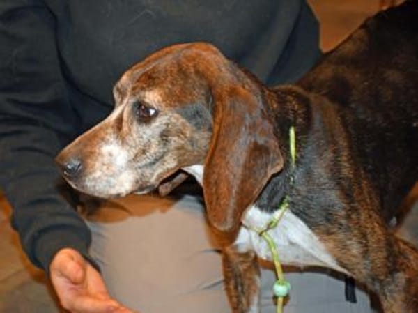 Wer schenkt Chanella das Glück?