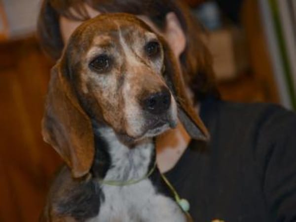 Wer schenkt Chanella das Glück?