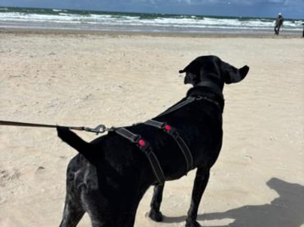 Ringo möchte gefordert werden