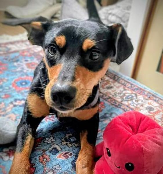 Vitalina wartet auf PS in HH!