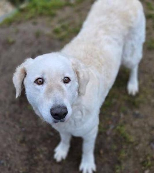 ZUZA braucht ein Zuhause