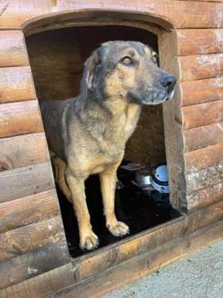 Herzensbub Bingo sucht eine Familie!