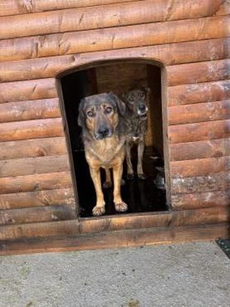 Herzensbub Bingo sucht eine Familie!