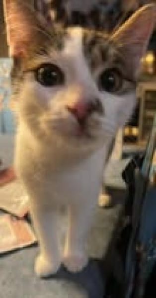 🐾Kater Ron sucht sein Für-immer-Zuhause