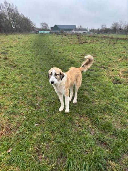 Hana sucht ihre Menschen 🐾