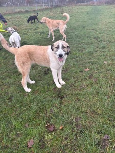 Hana sucht ihre Menschen 🐾