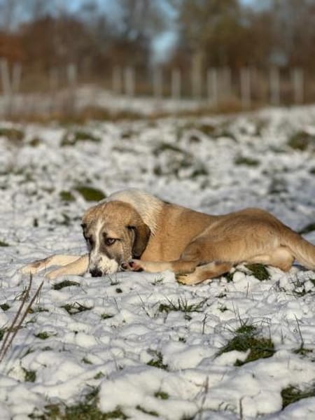 Hana sucht ihre Menschen 🐾