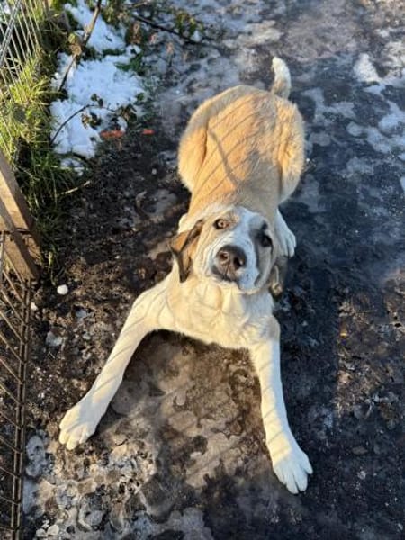 Hana sucht ihre Menschen 🐾