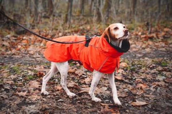 Emily - wartet in 04420 Markranstädt