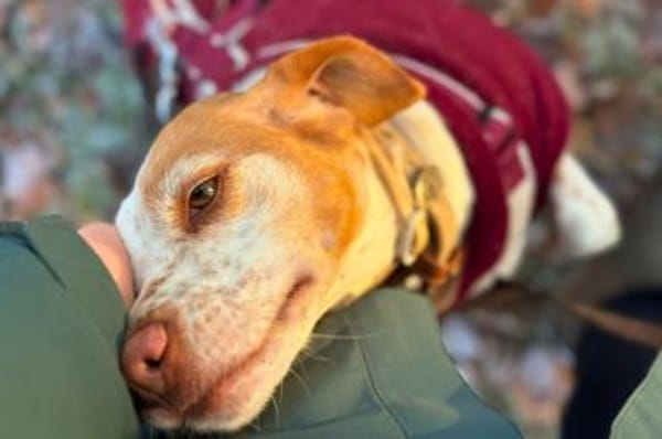 Emily - wartet in 04420 Markranstädt