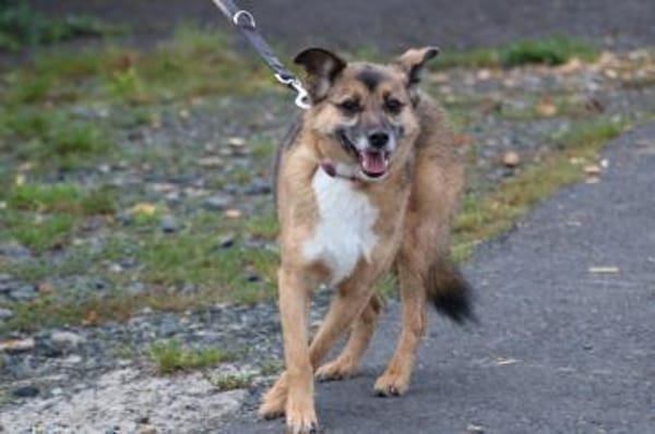 Toika - liebenswert u. sehr anhänglich