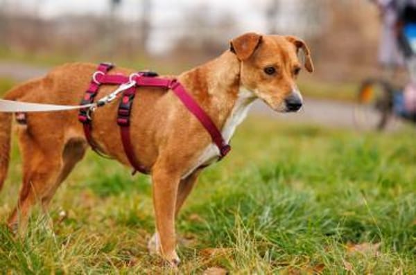 Nelly-Überlebenskünstlerin mit Herz