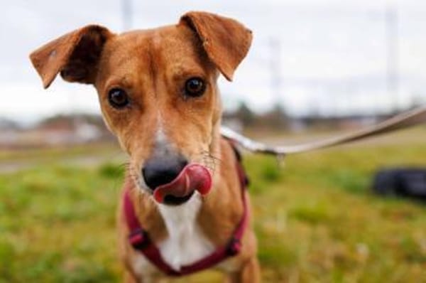 Nelly-Überlebenskünstlerin mit Herz