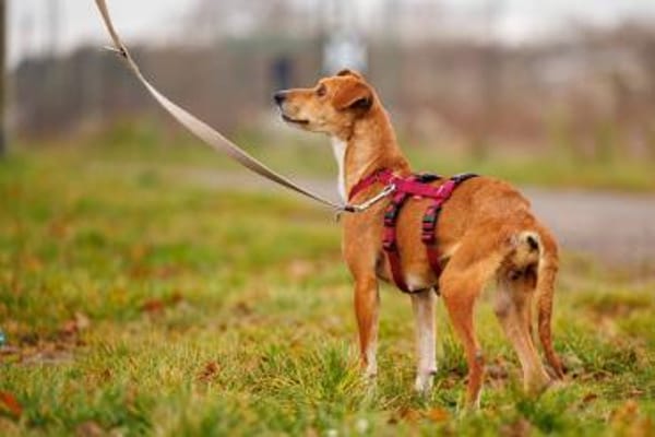 Nelly-Überlebenskünstlerin mit Herz