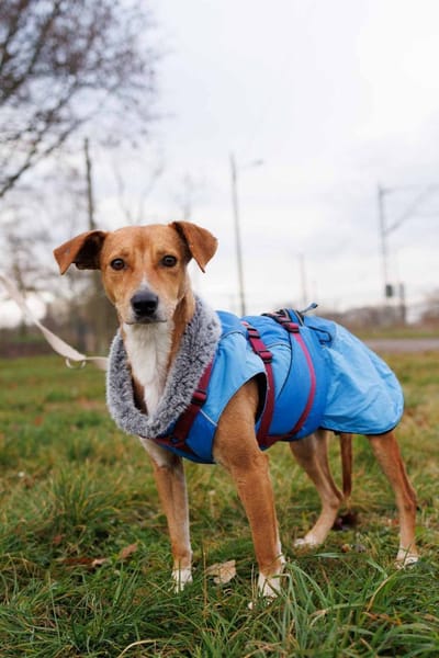 Nelly-Überlebenskünstlerin mit Herz