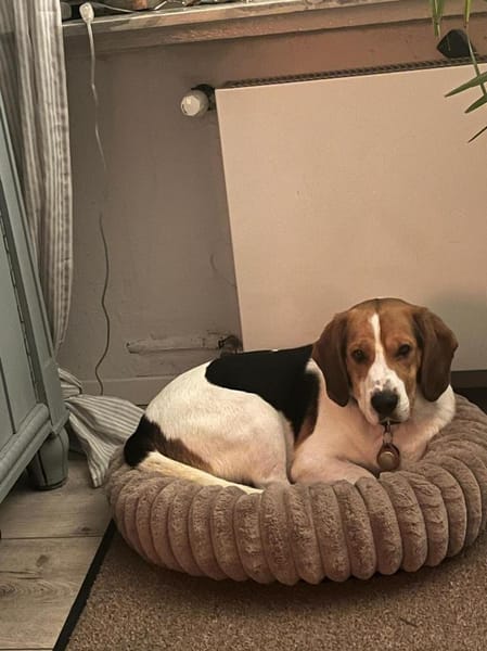 Bumbi wartet auf PS südlich von HH!