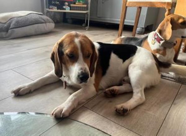 Bumbi wartet auf PS südlich von HH!